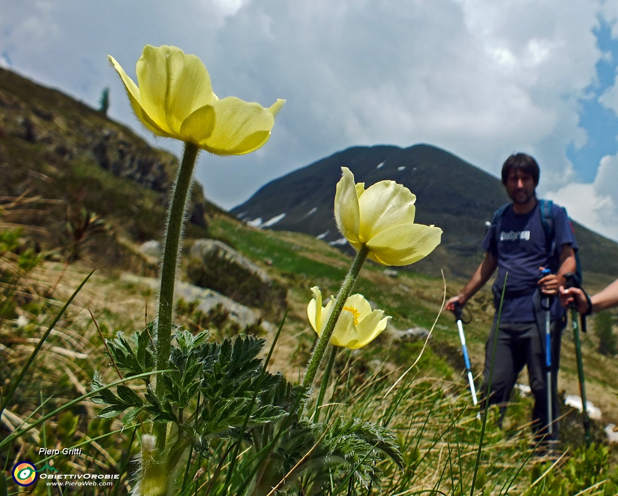 62 Pulsatilla alpina sulfurea....JPG